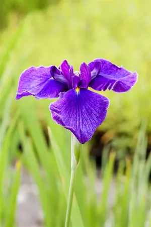 Iris laevigata - 17 cm aquatic basket