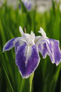 Iris laevigata 'Mottled Beauty'
