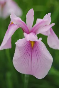 Iris laevigata 'Rose Queen'