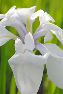 Iris laevigata 'Snowdrift'