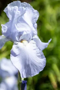Iris (P) 'Blue Denim'