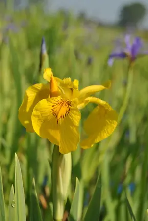 Iris pseudac. 'Variegata' - P9