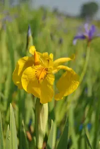 Iris pseudac. 'Variegata'