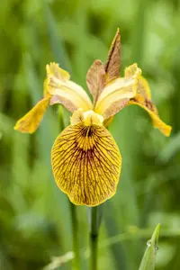 Iris pseudacorus - 17 cm aquatic basket - image 3