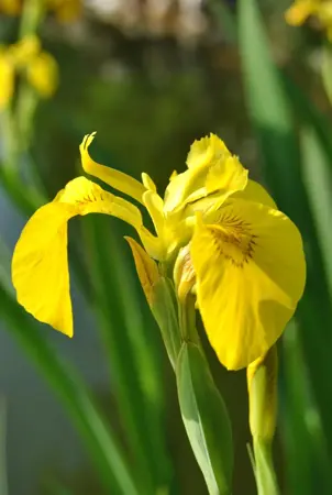 Iris pseudacorus - 17 cm aquatic basket - image 1