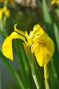 Iris pseudacorus - 17 cm aquatic basket - image 1
