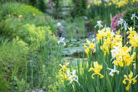 Iris pseudacorus - 1.5 Ltr pot - image 4
