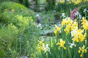Iris pseudacorus - 2 Ltr pot - image 4