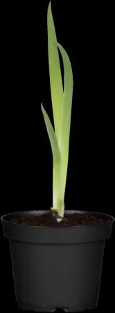 Iris pseudacorus - 17 cm aquatic basket - image 2