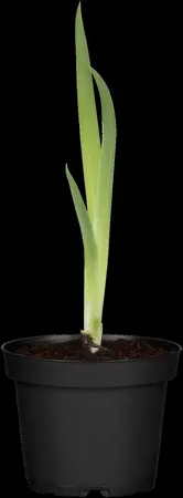 Iris pseudacorus - 2 Ltr pot - image 2