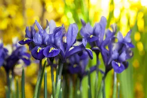 Iris ret. 'Harmony'