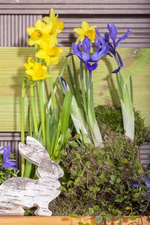Iris ret. 'Natascha' - flower bulb 4/6 - image 2