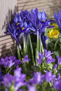 Iris ret. 'Natascha' - flower bulb 4/6 - image 3