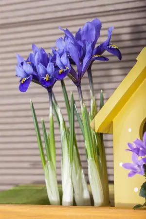 Iris ret. 'Natascha' - flower bulb 4/6 - image 4