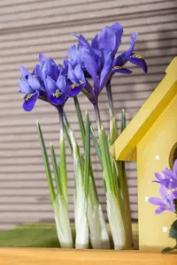 Iris ret. 'Natascha' - flower bulb 4/6 - image 4