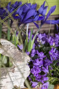 Iris ret. 'Natascha' - flower bulb 4/6 - image 5