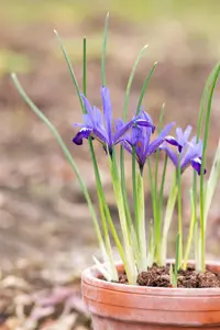 Iris ret. 'Purple Gem'