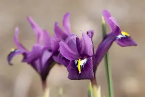 Iris reticulata blue