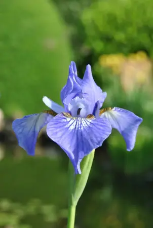Iris setosa - P9 - image 2
