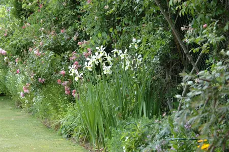 Iris setosa - P9 - image 3