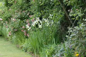Iris setosa - P9 - image 3