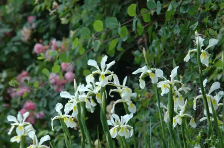 Iris setosa - P9 - image 4