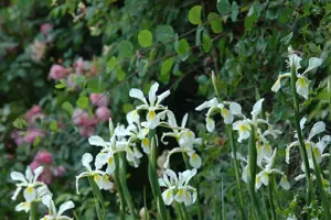 Iris setosa - P9 - image 4