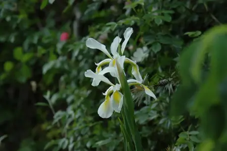 Iris setosa - P9 - image 5