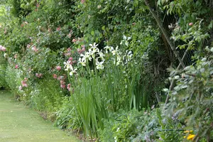 Iris setosa - 2 Ltr pot - image 3