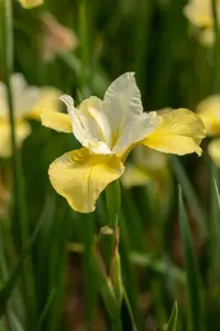 Iris sib. 'Butter and Sugar' - P11 - image 2