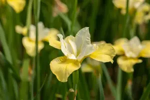 Iris sib. 'Butter and Sugar'