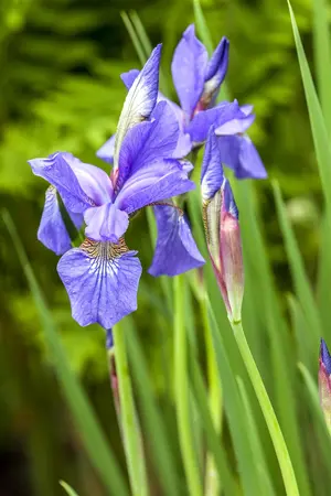 Iris sib. 'Caesar' - P9 - image 2