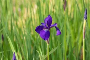 Iris sib. 'Caesar' - P9 - image 3