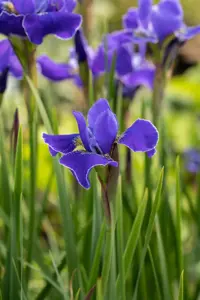 Iris sib. 'Caesar's Brother'