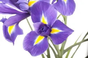 Iris sib. Cote d'Azur'
