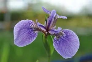 Iris sib. 'Perry's Blue'