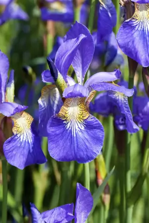 Iris sib. 'Purpleicious' - P11 - image 3