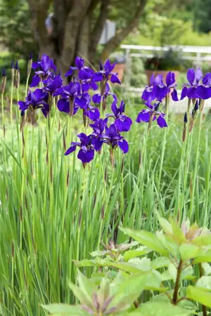 Iris sib. 'Purpleicious' - P11 - image 4