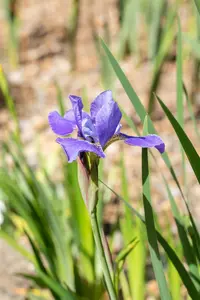 Iris sib. 'Silver Edge'