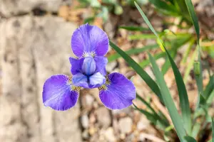 Iris sib. 'Silver Edge' - P9 - image 2