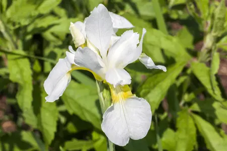 Iris sib. 'Snow Queen' - P9 - image 2