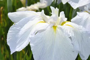 Iris sib. 'Snow Queen'