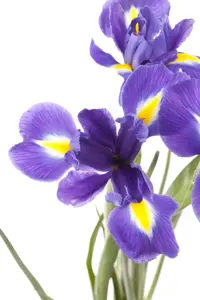 Iris sib. 'Solar Energy' - P11 - image 2