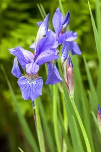Iris sib. 'Solar Energy' - P11 - image 5