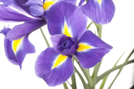 Iris sib. 'Solar Energy' - P11 - image 1