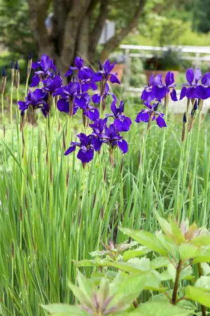 Iris sibirica - 2 Ltr pot - image 4