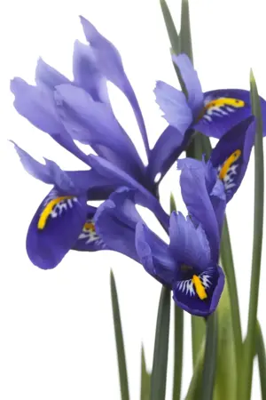 Iris versicolor - P9 - image 3