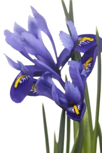Iris versicolor - P9 - image 3