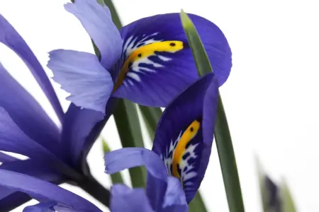 Iris versicolor - P9 - image 1