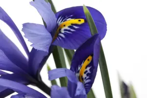 Iris versicolor